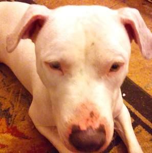 Meet your Posher, Paula